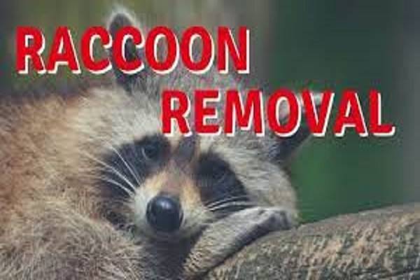 raccoon removal